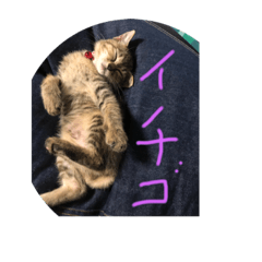 [LINEスタンプ] 招き猫❣️