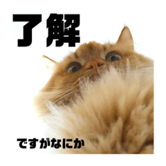 [LINEスタンプ] みけとたまの使いづらいスタンプ1