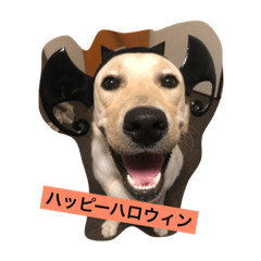 [LINEスタンプ] きなこ0810