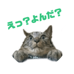 [LINEスタンプ] にゃんしーの仲間たち