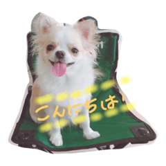 [LINEスタンプ] チワワの花 2