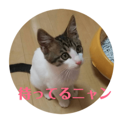 [LINEスタンプ] ねっしースタンプ