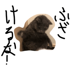 [LINEスタンプ] 愛想のないシュールキャット