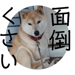 [LINEスタンプ] 柴犬メルのスタンプ