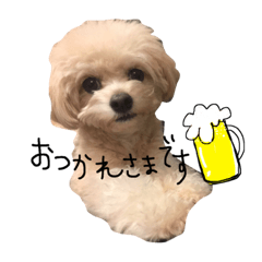 [LINEスタンプ] チワプーふくたん