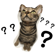 [LINEスタンプ] ねこのきもち。。。