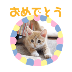 [LINEスタンプ] ＊もなかのスタンプ＊