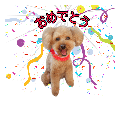 [LINEスタンプ] 愛犬ココ（トイプードル）