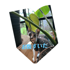 [LINEスタンプ] うちのカルビ