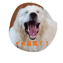 [LINEスタンプ] 日常で使える         面白スタンプ