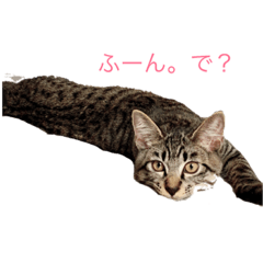 [LINEスタンプ] hotate.