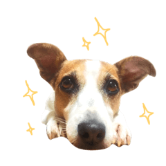 [LINEスタンプ] ウィッシュ☆ジャックラッセルテリア