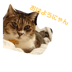 [LINEスタンプ] にゃんこ哲太2
