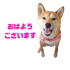 [LINEスタンプ] 柴犬ももちゃん 写真バージョン part.5