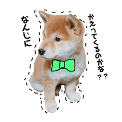 [LINEスタンプ] 柴犬のむぎちゃん