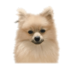 [LINEスタンプ] ポメラニアンぽん
