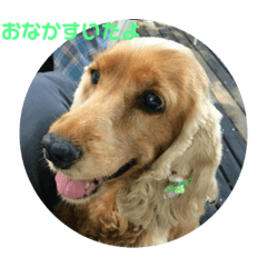 [LINEスタンプ] ショコラの日常生活