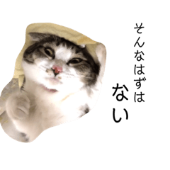 [LINEスタンプ] もーとちーのたまに使えるスタンプ