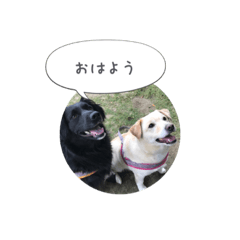 [LINEスタンプ] 2匹のミックス犬