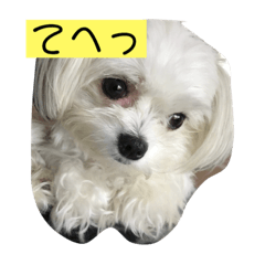 [LINEスタンプ] 今日のモコ2