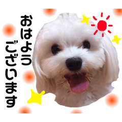 [LINEスタンプ] うちのモコさん