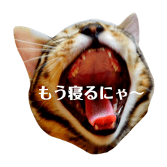 [LINEスタンプ] ベンガル ジル