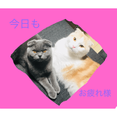 [LINEスタンプ] バルとベラ