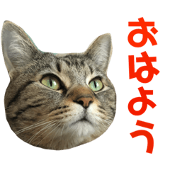 [LINEスタンプ] さく9