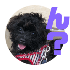 [LINEスタンプ] トイプードルとシーズーのMIX犬エマ5