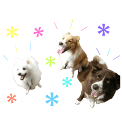 [LINEスタンプ] 中村家の犬