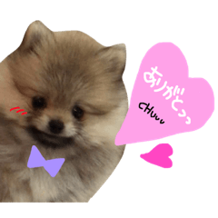 [LINEスタンプ] ポメのもこ。