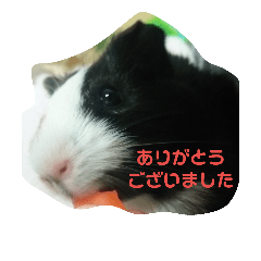 [LINEスタンプ] モルモットのモコのスタンプ