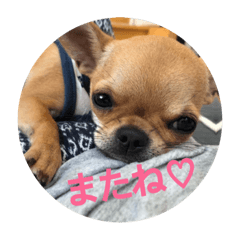 [LINEスタンプ] すみれのチワワスタンプ③