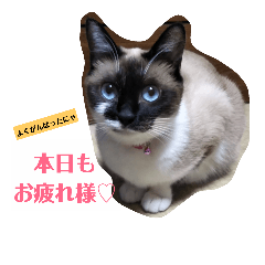 [LINEスタンプ] 気まぐれ★チャコさま