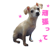 かわいいミックス犬スタンプ 「日常」