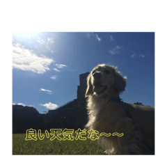[LINEスタンプ] わんわんクリーム君