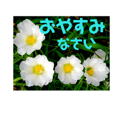 [LINEスタンプ] お花ポンポン2