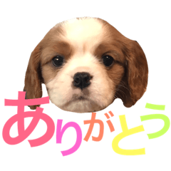 [LINEスタンプ] キャバリア〈そら☁️〉