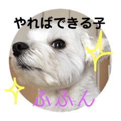 [LINEスタンプ] マルチーズまる  毎日がまる曜日2
