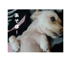 [LINEスタンプ] ちこ りず日常
