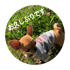 [LINEスタンプ] すみれのチワワスタンプ②