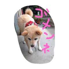 [LINEスタンプ] 愛犬、ピンキー。時々モモ。