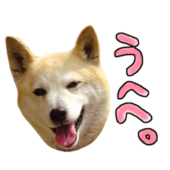 [LINEスタンプ] なるごまスタンプ。
