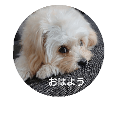 [LINEスタンプ] チワプーハチミツ