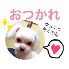 [LINEスタンプ] チャチャの毎日スタンプ