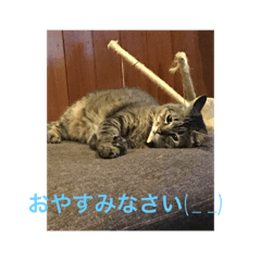 [LINEスタンプ] ねこにゃんこねこ