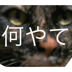 [LINEスタンプ] 大阪キジ猫リリー(時々チビ太郎)