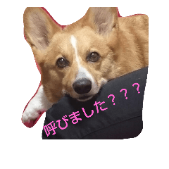 [LINEスタンプ] コーギーライフ1