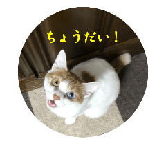 [LINEスタンプ] 猫のミシェルちゃん