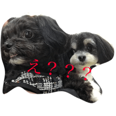 [LINEスタンプ] ここなっつのきもち